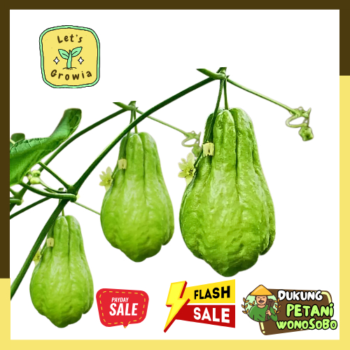 

Growia | Labu Siam Jipang [ ASLI RECO ] Segar Fresh Petik Sendiri 1 Kg Hasil Petani RECO Sindoro Sumbing Bllanza