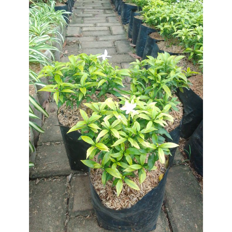 Tanaman hias Rombusa kuning bunga rombusa daun kuning cepat berbunga