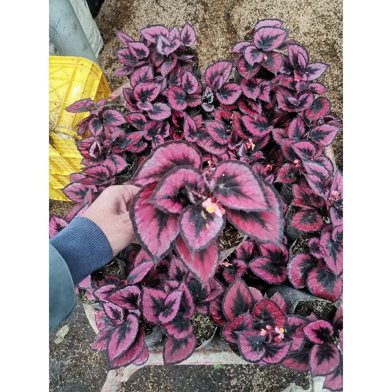 promo tanaman hias begonia Red chilli pita p15