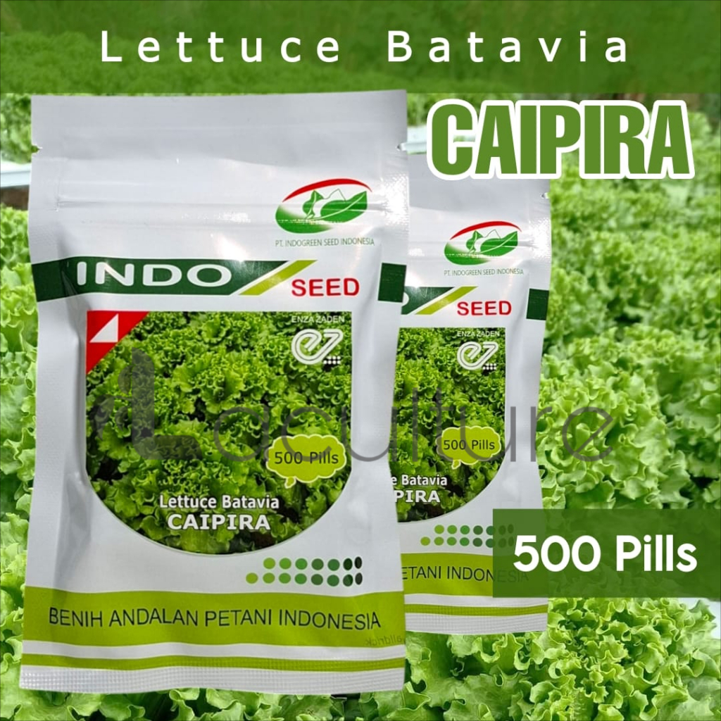 Benih Selada Caipira Isi 500 Pills Lettuce Batavia Indo Seed