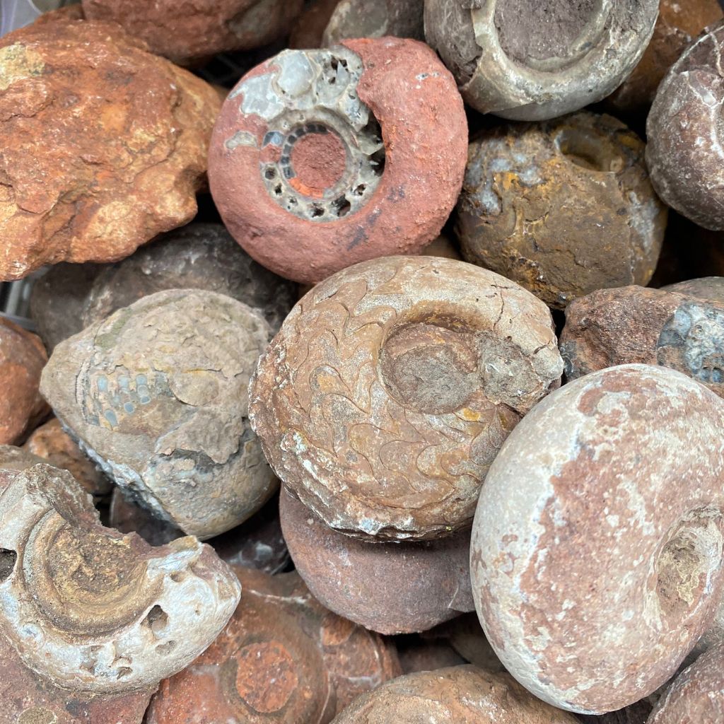 Random - Fosil Ammonite - Natural Ammonite