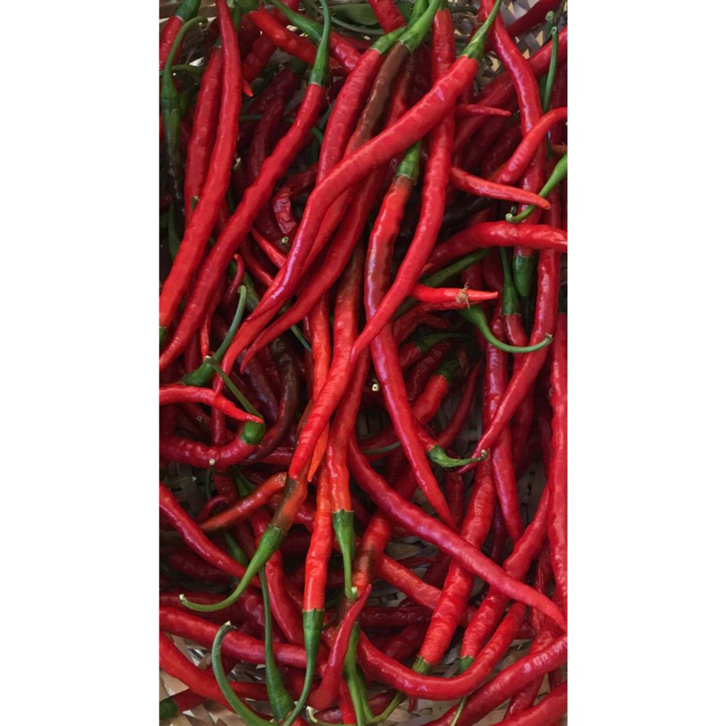 

Cabe Keriting Merah 100g Segar Bumbu Dapur Cabai kriting Bandung