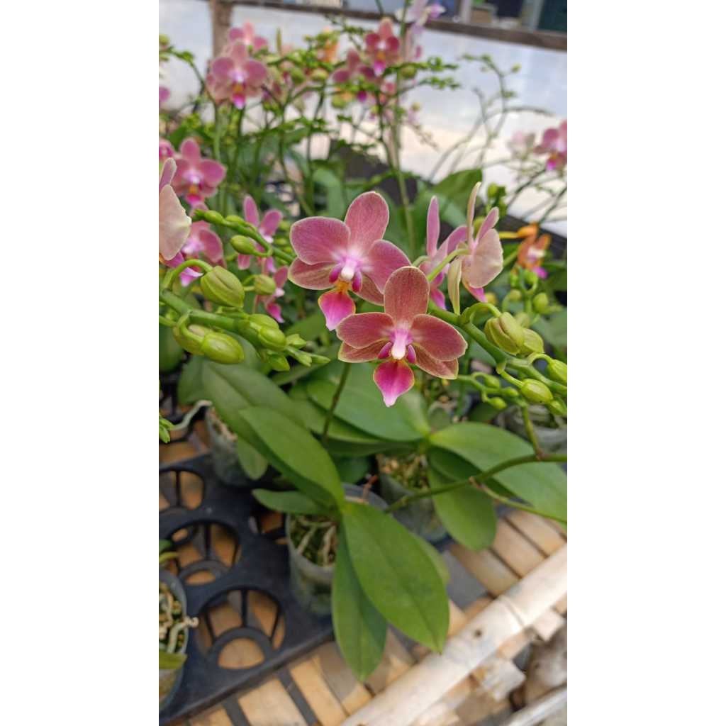 Tanaman Bunga anggrek Hias - Tanaman Hias Anggrek Cantik dalam pot