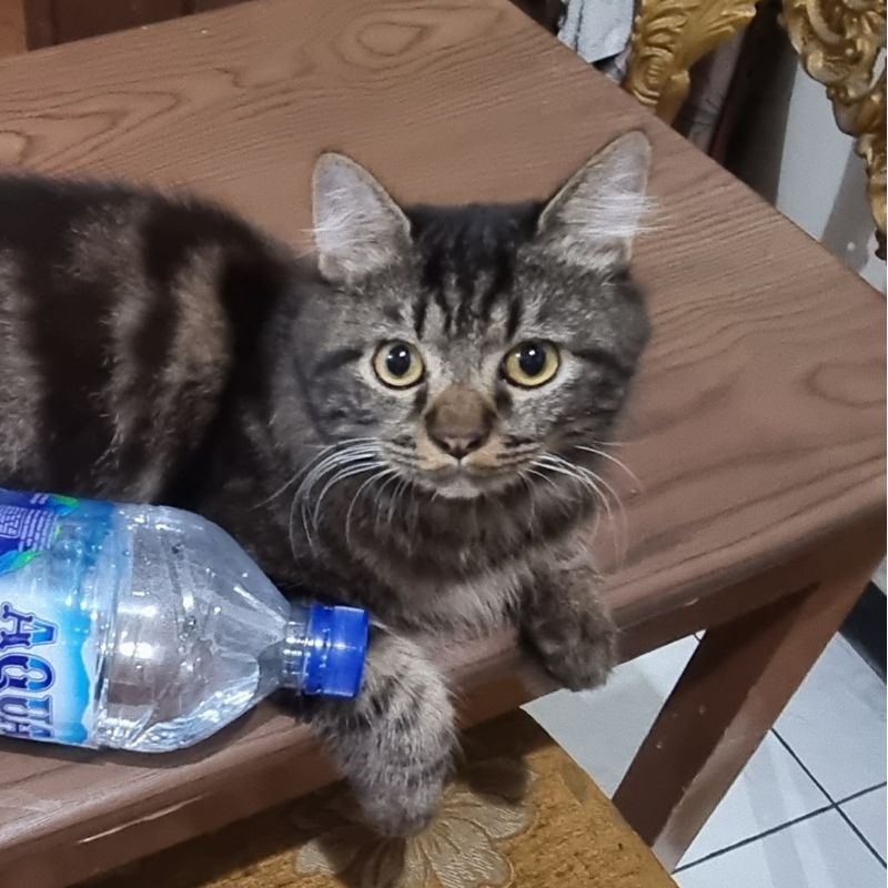 Siap diadopsi, kucing persia jantan lucu pintar gemoi0