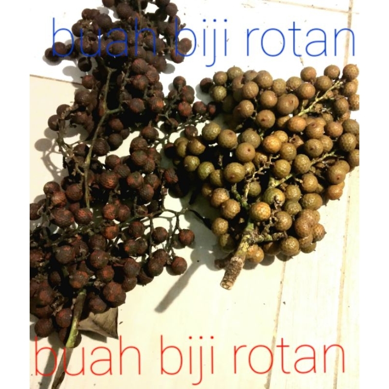 

buah biji rotan buat kerajinan (harga/10 biji)