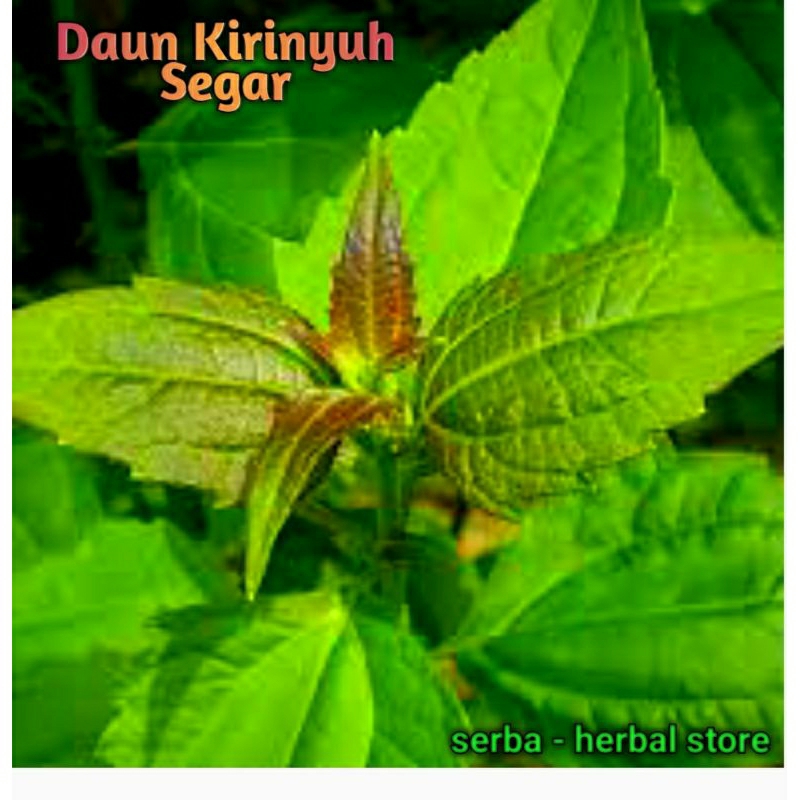 

Tanaman Daun Herbal Kirinyuh Segar 500gram