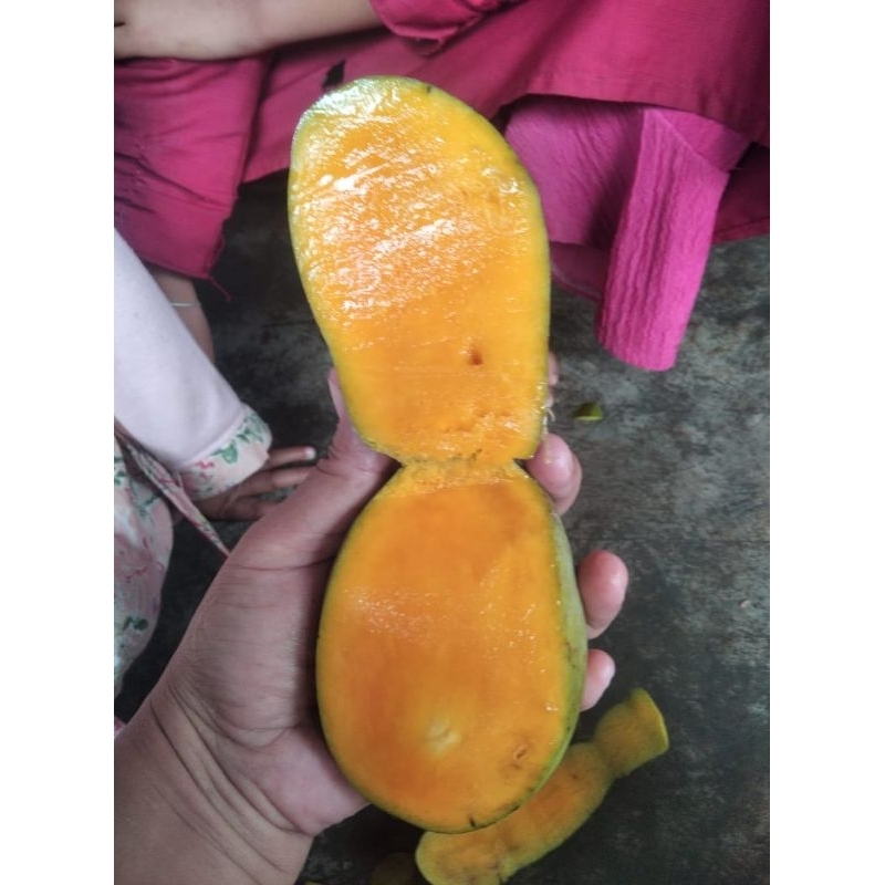 

mangga kweni 7500 sekilo