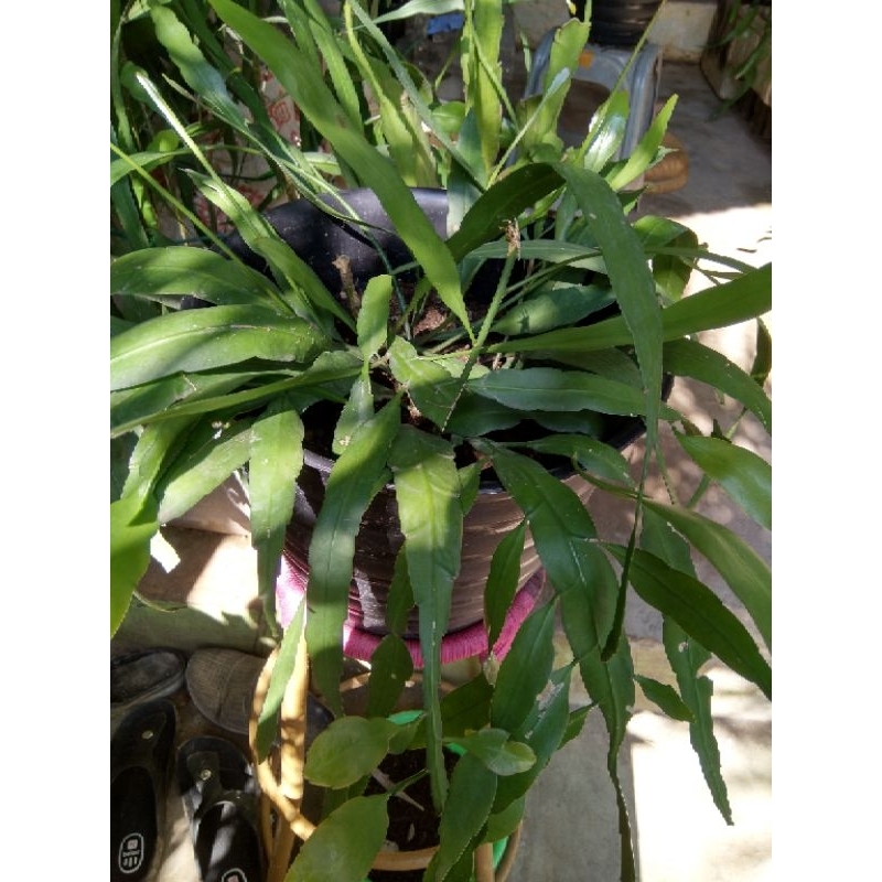 Wijaya Kusuma indukan rimbun,jenis bunga kecil dg nama pumalum.