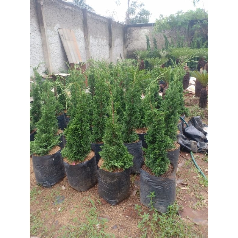 tanaman hiyas cemara lilin tinggi 60cm cemara lilin