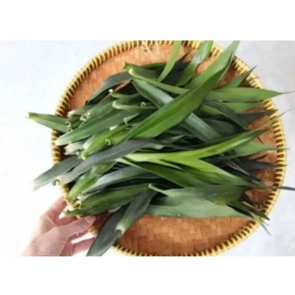 

50 lembar daun suji asli segar