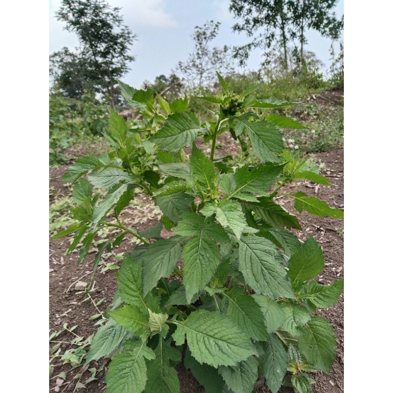 

daun sintrong/jamrong segar 250grm