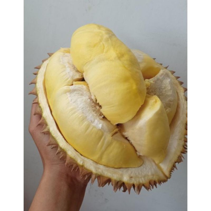 

Durian Montong asli Indonesia