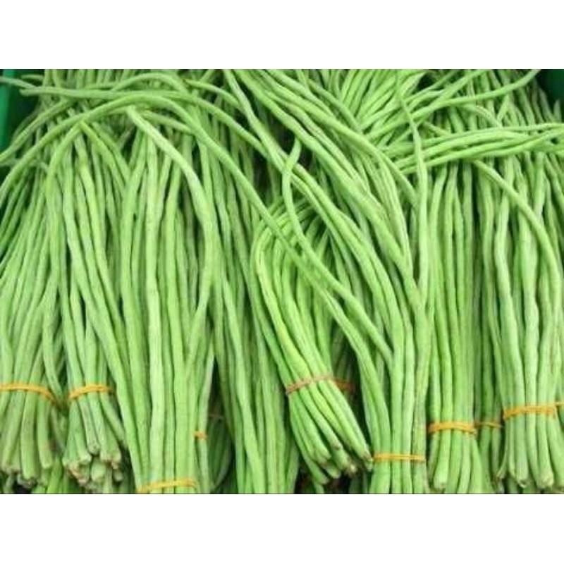 

Kacang Panjang