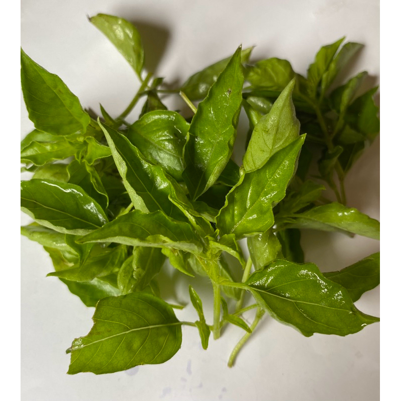 

Daun kemangi