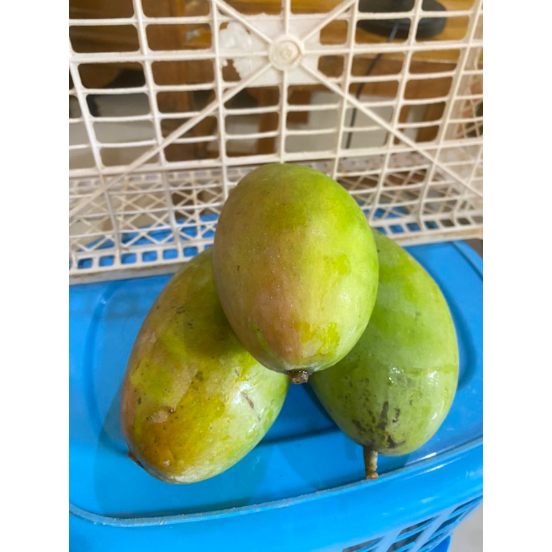 

mangga kiojoy isi 1, 500 - 600g