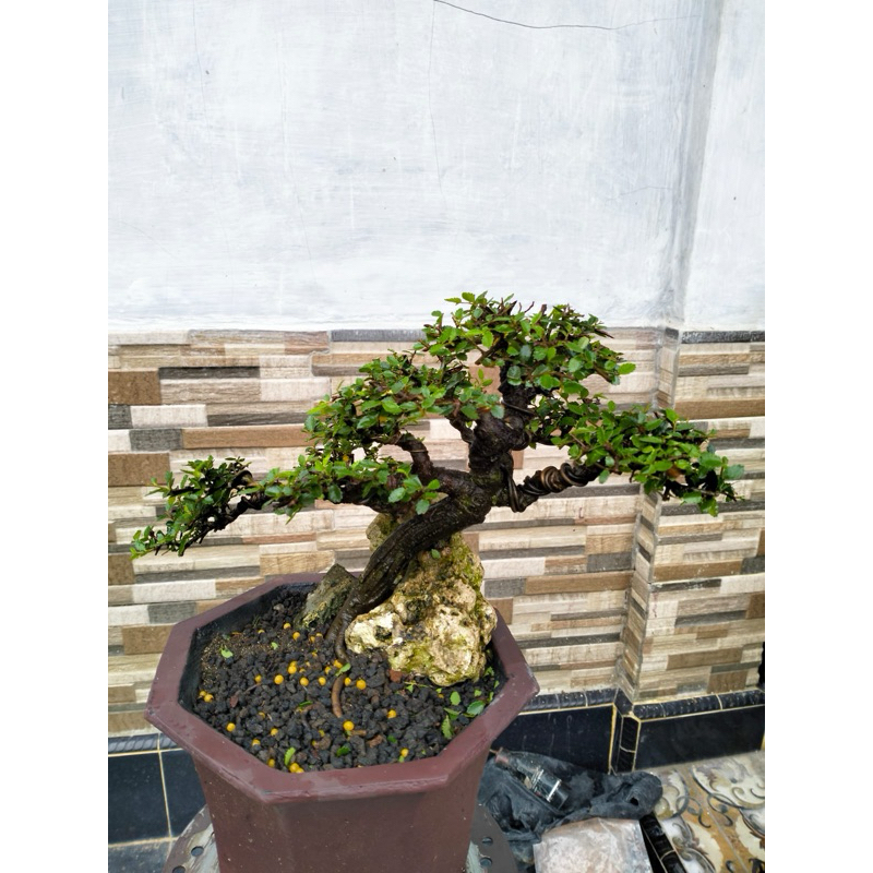 ULMUS MICRO Bonsai siap pajang