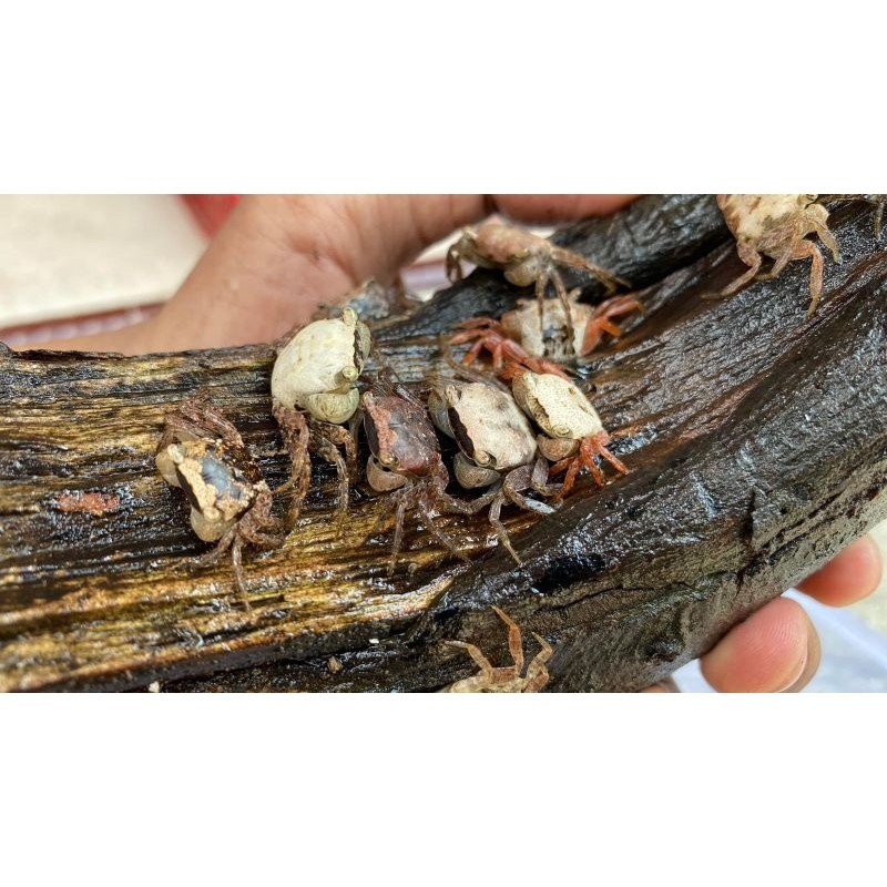 hiasan akuarium kepiting batik ( air tawar )