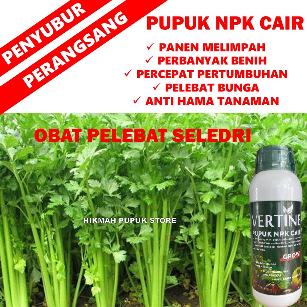 Pupuk NPK Perbanyak Daun Seledri Paling Ampuh Pupuk Pertumbuhan Seledri Besar Berbobot Super Lebat V