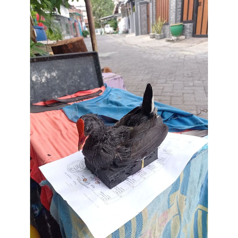 jontrot mandar batu/peruk asli