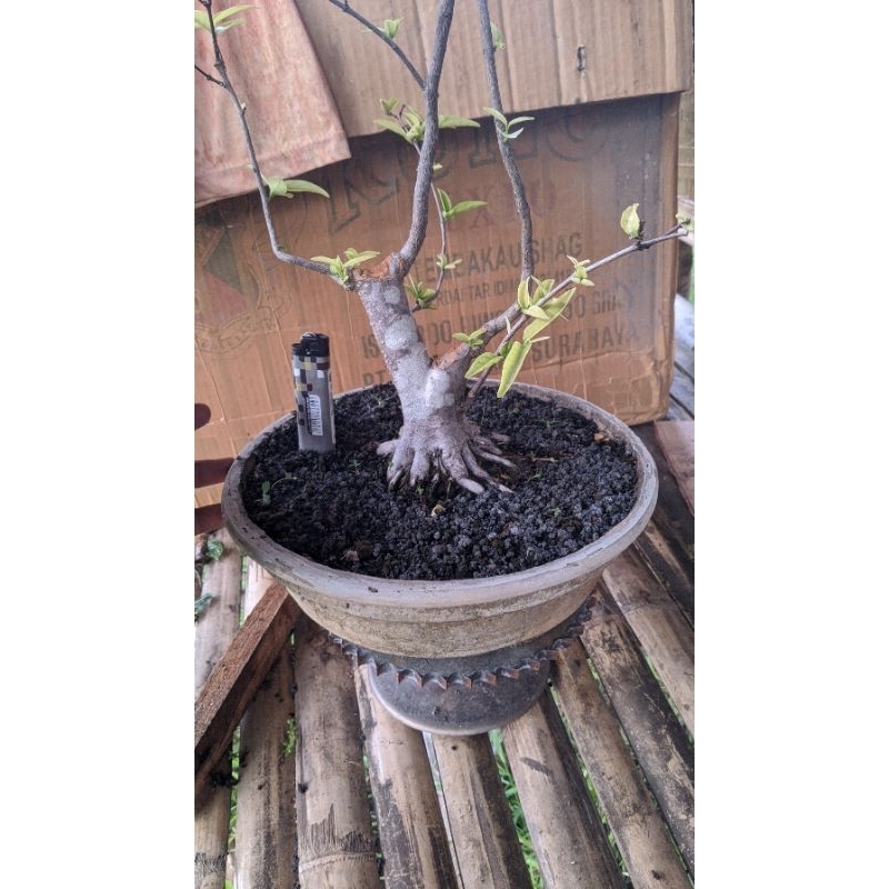 bahan bonsai anting putri prospek