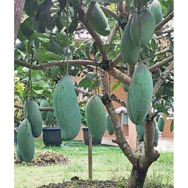 Bibit Tanaman Buah Mangga Mahatir Super Jumbo Rajanya Buah Mangga