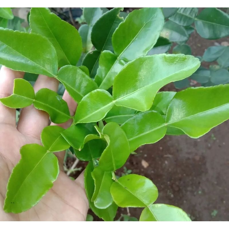 

DAUN JERUK FRESH 500gr