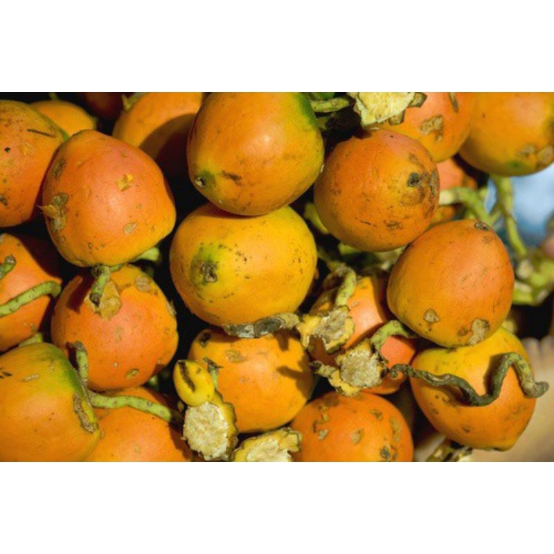 

BUAH PINANG BUAH JAMBE TUA UNTUNG MENINGKATKAN STAMINA PERIA DEWASA