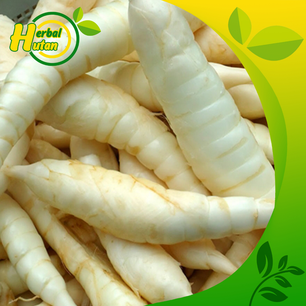 

Umbi Garut Segar 1 kg Obat Asam Lambung - Umbi Terigu Fresh