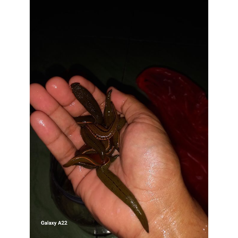 Lintah Medis/Lintah Terapi Sterile Ukuran Standar