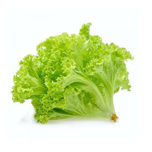 

[500 GRAM] Selada Keriting / Lettuce 500 gr - Sayuran Salad