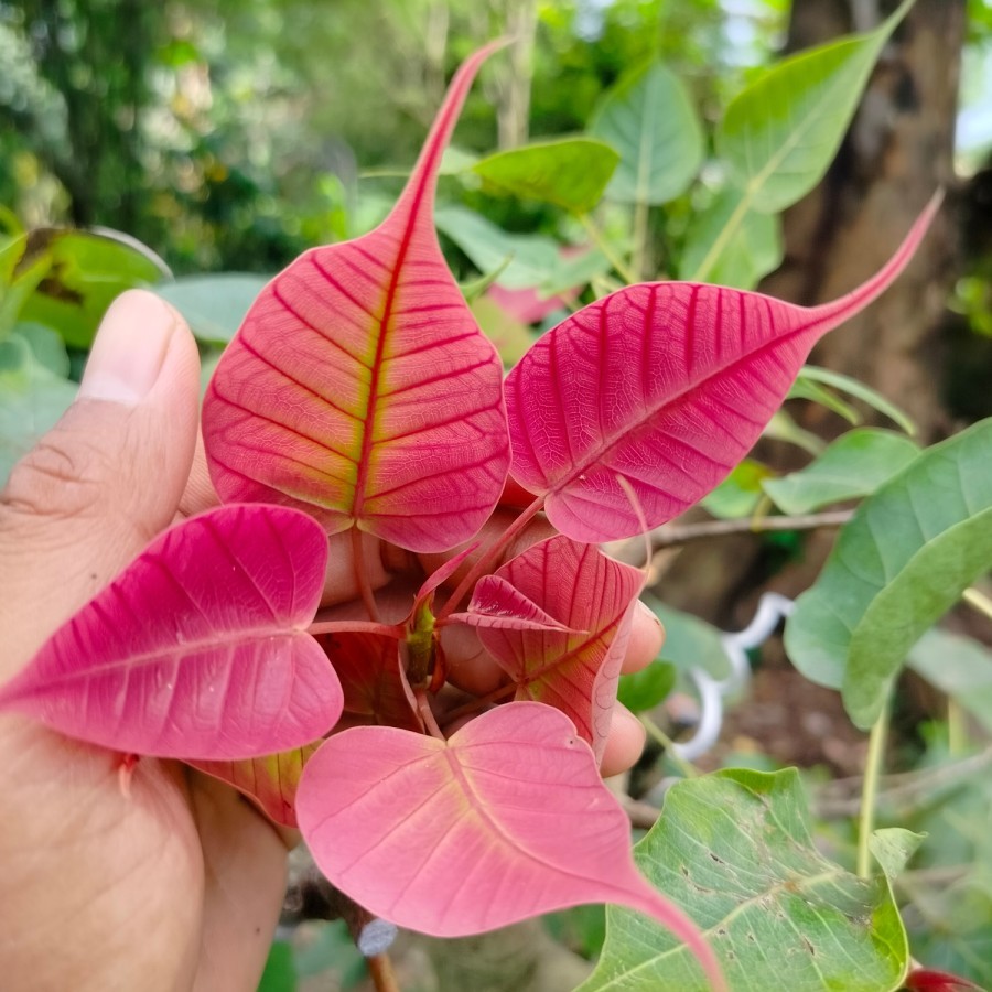 Bibit tanaman Hias Bahan Bonsai dan taman ficus Bodhii (religiosa pupus merah BIBIT TANAMAN LANGKA