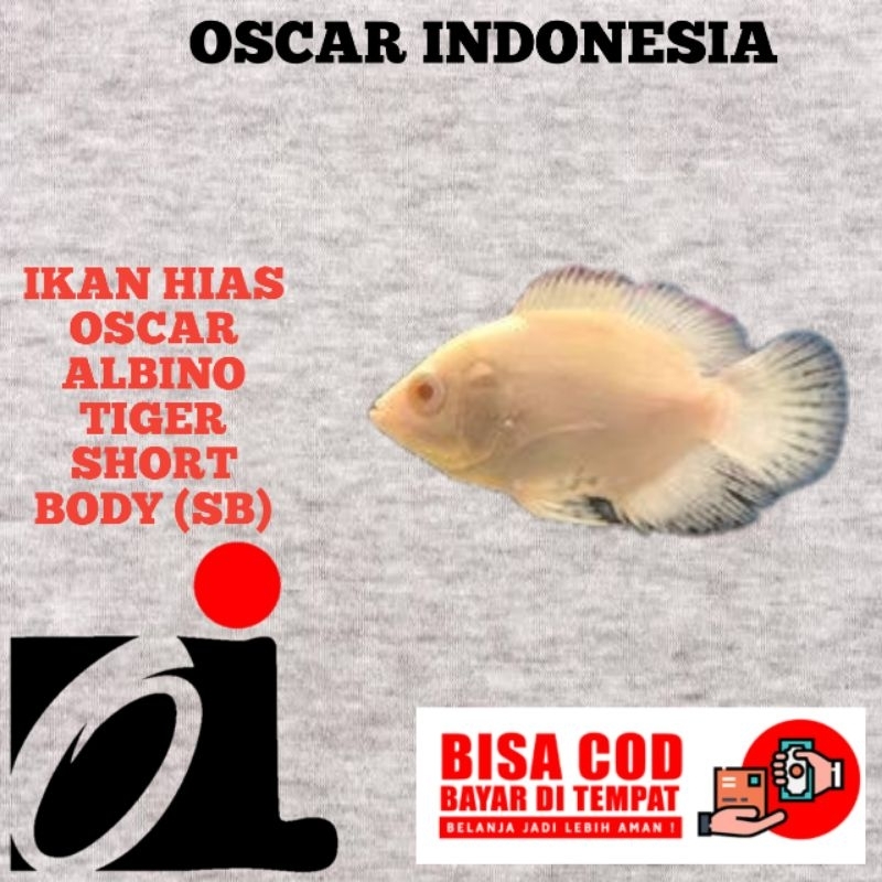 kebutuhan aquarium oscar albino Tiger short body SB