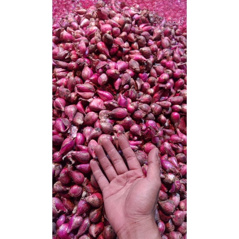 

bawang ukuran besar 500 gram