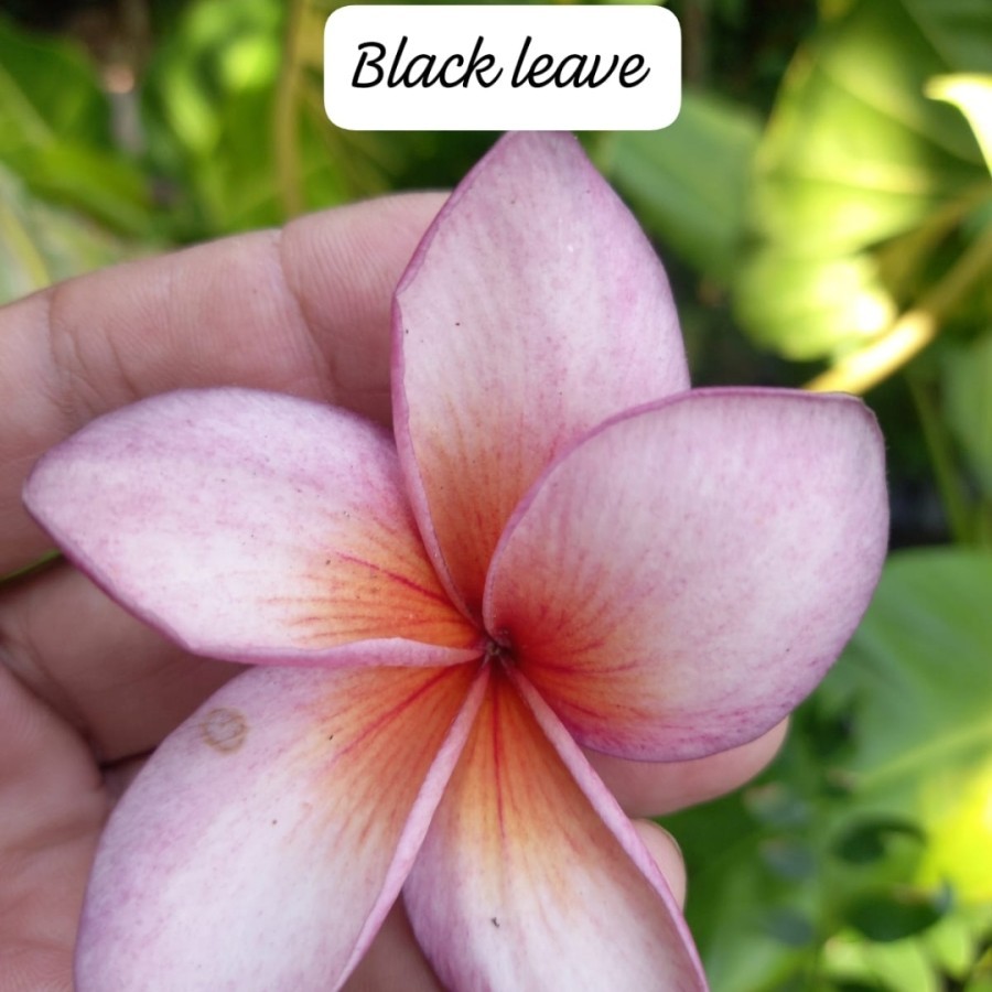 Tanaman hias Bunga Kamboja import Varian jenis plumeria Black leave bunga merah kehitaman bagus subu
