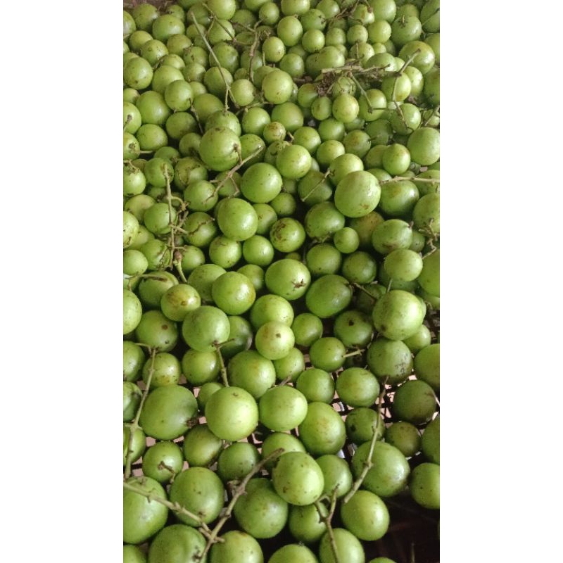 

JATAKE / GANDARIA/ BUAH ASEM