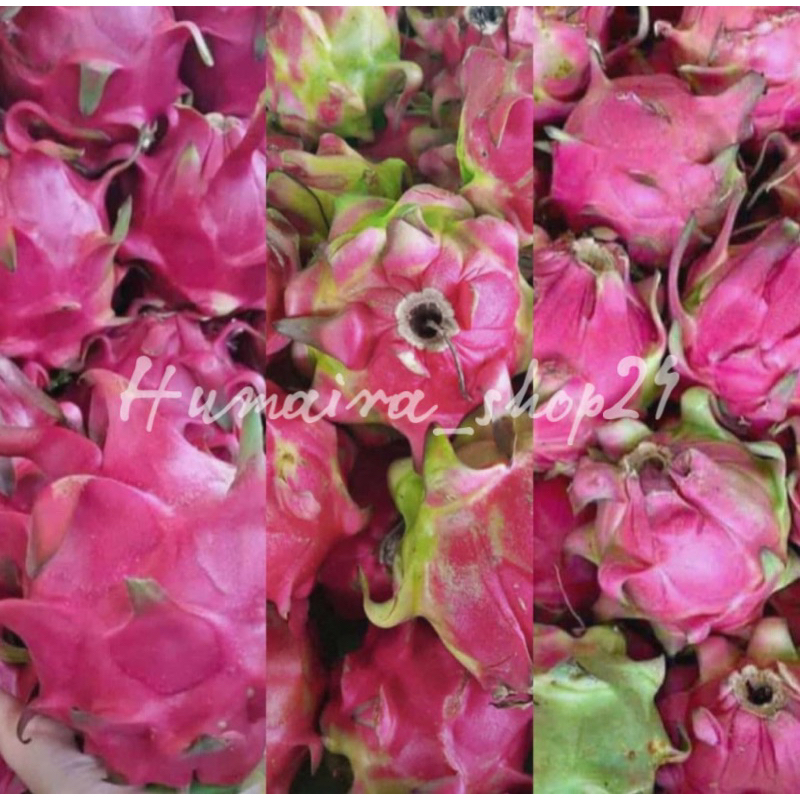 

Buah Naga Grade A Fresh 1 KG