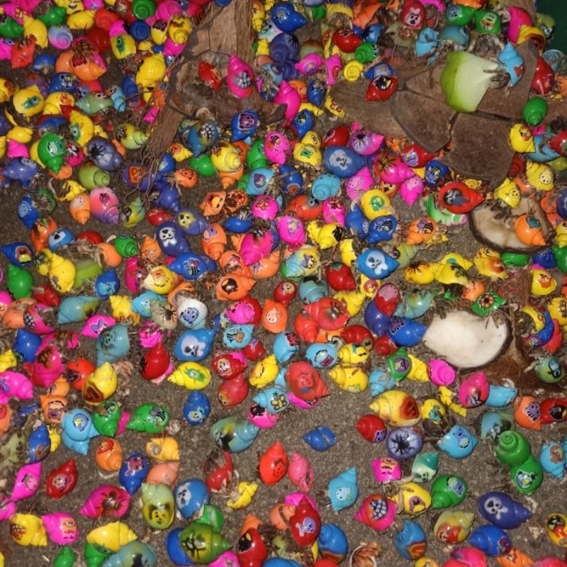 kelomang warna warni hidup