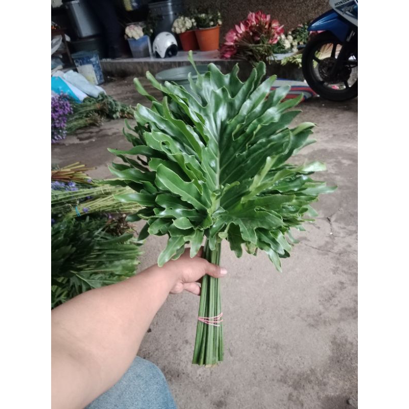 

daun selum / daun potong philo jari / jrndron