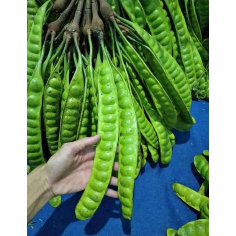 

pete manis 90 ribu dapat 30 papan/ keris