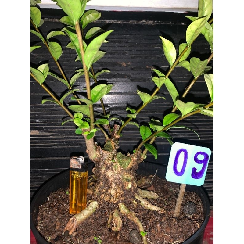 bahan bonsai mame anting putri