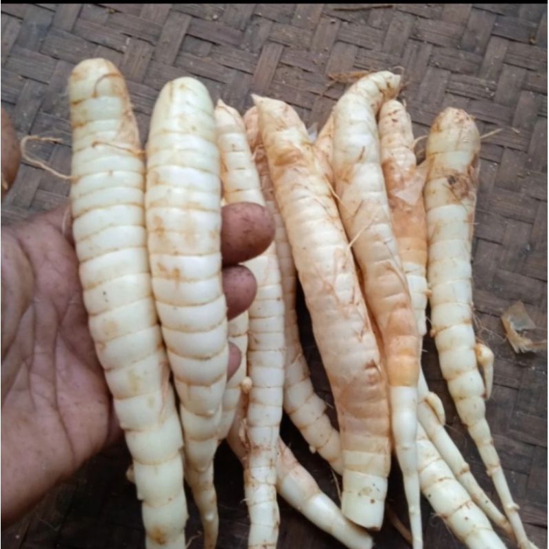 

UMBI GARUT ATAU TARIGU 1KG