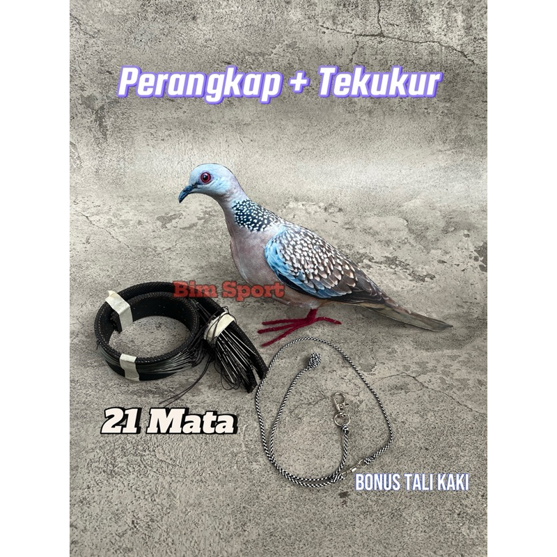 Paket Jebakan Perangkap Burung Tekukur / Dekukur - Burung Balam