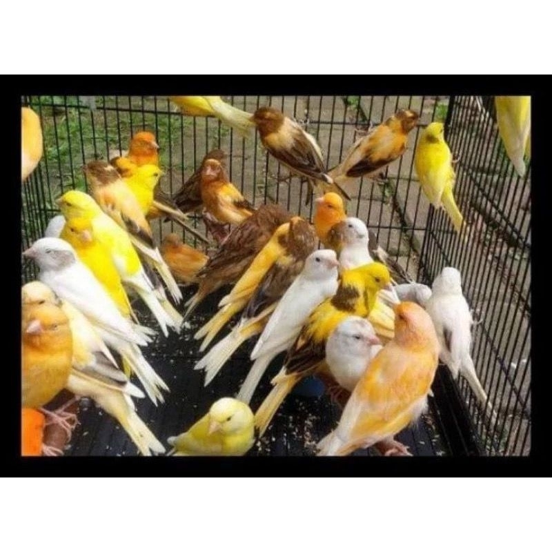 kenari loper cerah pilihan jantan