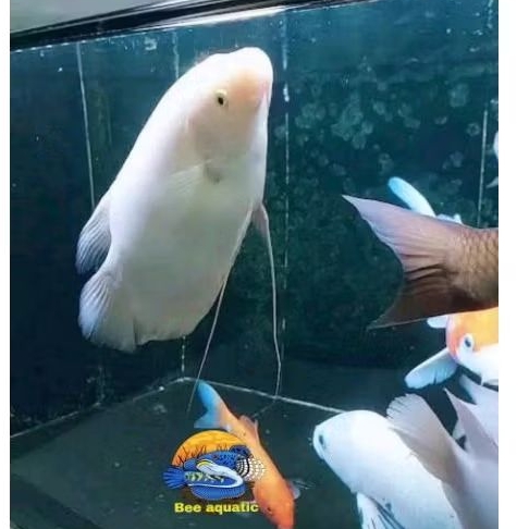 Perlengkapan aquarium gurami padang 2 jari hiasan akuarium