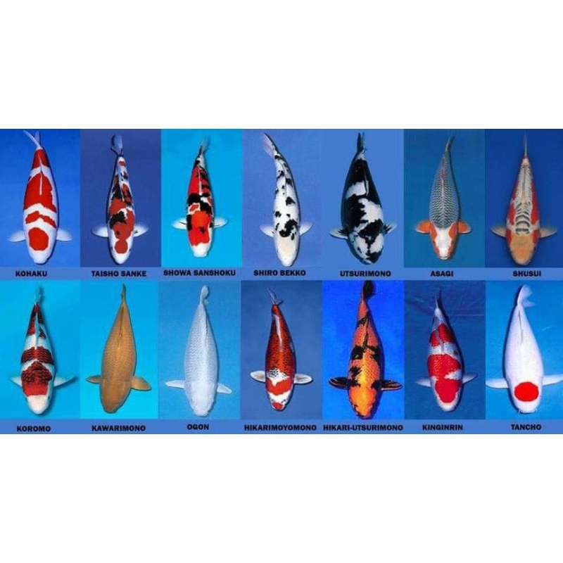 

KOI BESAR SUPER CANTIK