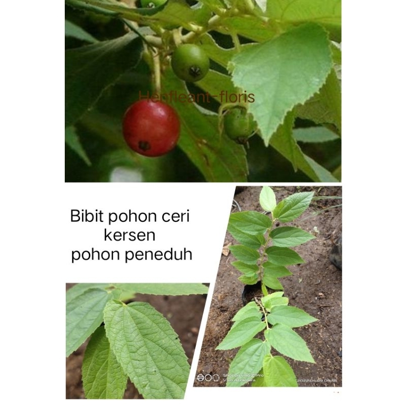 bibit tanaman pohon buah ceri kersen/ pohon talok ceri mini peneduh