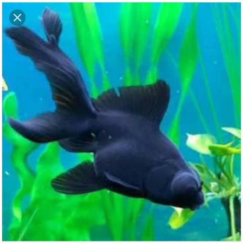IKAN HIAS KOKI BLACK MOOR