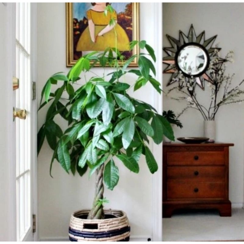 Tanaman hias pachira kepang 9 / bibit tanaman pachira