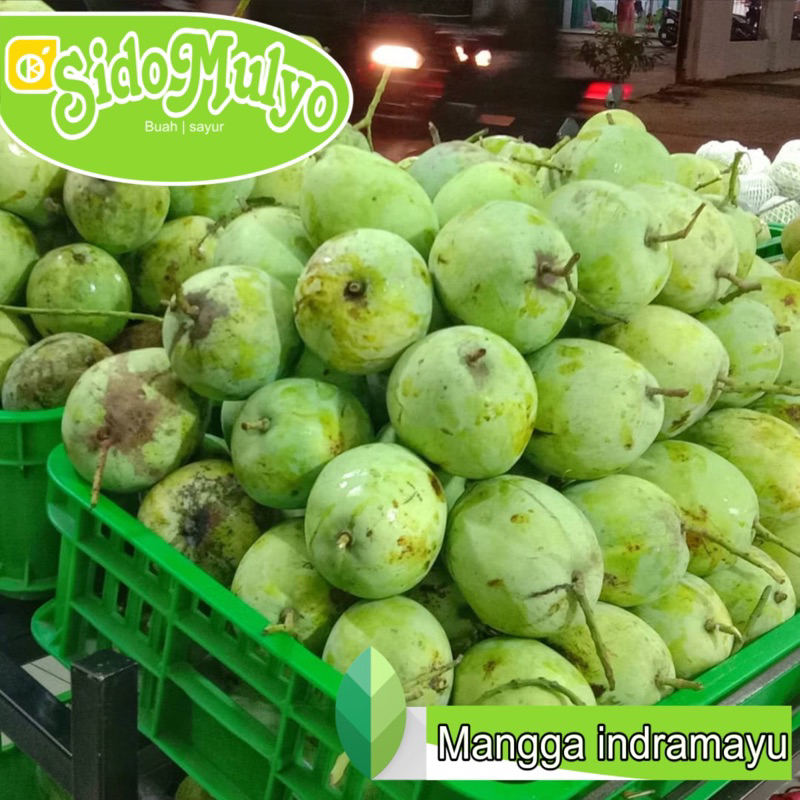 

Mangga indramayu Jumbo mengkal 1kg | ud sidomulyo fresh