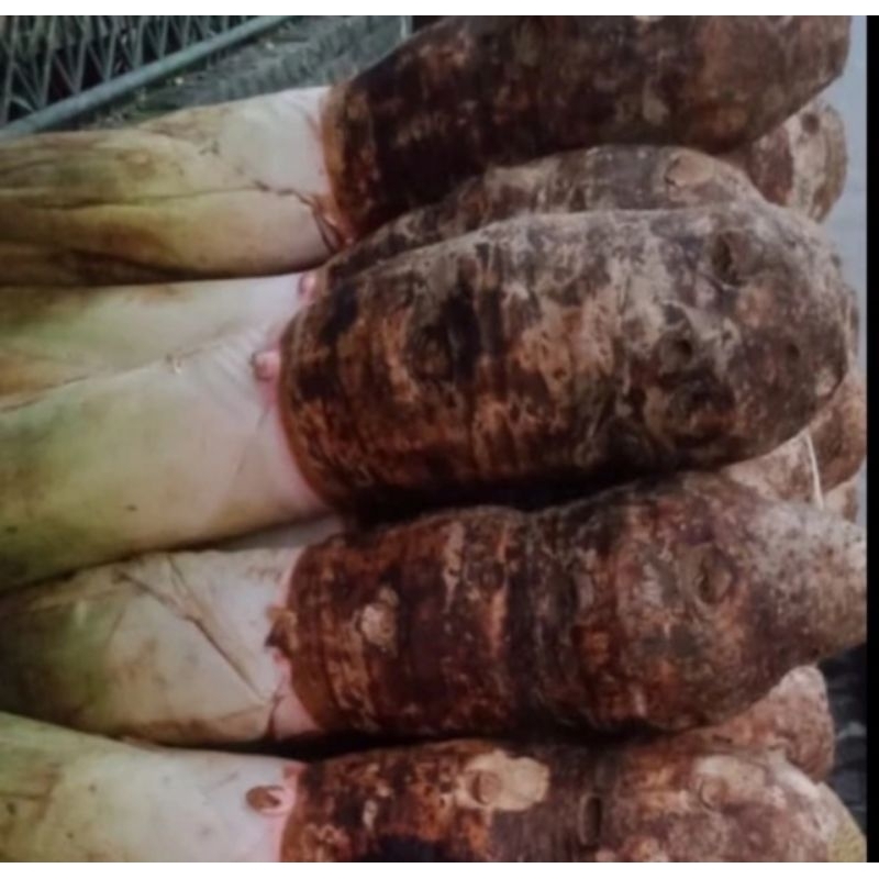 

TALAS BOGOR 1 PIS ASLI